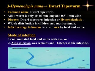3-Hymenolepis nana→ Dwarf Tapeworm.
• Common name: Dwarf tapeworm.
• Adult worm is only 10-45 mm long and 0.5-1 mm wide
• Disease: Dwarf tapeworm infection or Hymenolepiasis .
• Widely distribution in children and most common.
• Infective stage to human is called: ova by food and water.
Mode of infection
1-contaminated food and water with ova or
2- Auto infection, ova remains and hatches in the intestine.
 