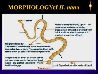 MORPHOLOGYof H. nana
 