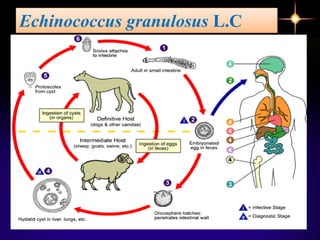 Echinococcus granulosus L.C
 