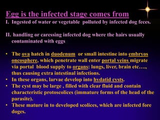 Egg is the infected stage comes from
I. Ingested of water or vegetable polluted by infected dog feces.
II. handling or caressing infected dog where the hairs usually
contaminated with eggs
• The ova hatch in duodenum or small intestine into embryos
oncosphere, which penetrate wall enter portal veins migrate
via portal blood supply to organs: lungs, liver, brain etc….,
thus causing extra intestinal infections.
• In these organs, larvae develop into hydatid cysts.
• The cyst may be large , filled with clear fluid and contain
characteristic protoscolices (immature forms of the head of the
parasite).
• These mature in to developed scolices, which are infected fore
doges.
 
