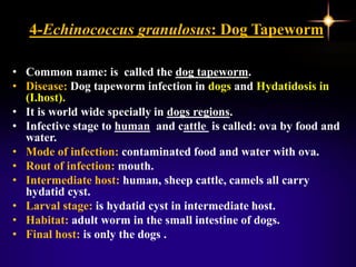 4-Echinococcus granulosus: Dog Tapeworm
• Common name: is called the dog tapeworm.
• Disease: Dog tapeworm infection in dogs and Hydatidosis in
(I.host).
• It is world wide specially in dogs regions.
• Infective stage to human and cattle is called: ova by food and
water.
• Mode of infection: contaminated food and water with ova.
• Rout of infection: mouth.
• Intermediate host: human, sheep cattle, camels all carry
hydatid cyst.
• Larval stage: is hydatid cyst in intermediate host.
• Habitat: adult worm in the small intestine of dogs.
• Final host: is only the dogs .
 