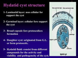 Hydatid cyst structure
1- Laminatid layer: non cellular for
support the cyst
2- Germinal layer: cellular fore support
the cyst
3- Broad capsule fore protoscolices
formation
4- Daughter cyst: originated from G.L.
or form protoscolx.
5- Hydatid fluid: consist from different
compounds for the activity and
viability and pathogencity of the cyst.
 
