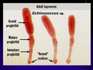 Powerpoint presentation forr Cestoda.pdf