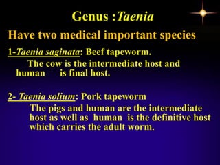 Genus :Taenia
1-Taenia saginata: Beef tapeworm.
The cow is the intermediate host and
human is final host.
2- Taenia solium: Pork tapeworm
The pigs and human are the intermediate
host as well as human is the definitive host
which carries the adult worm.
Have two medical important species
 