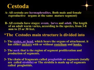 Cestoda
A- All cestoda are hermaphrodites. Both male and female
reproductive organs at the same mature segment)
B- All cestoda have stages: ovum, larva and adult. The length
of an adult worm varies, according to the species, from 3-8
mm to 25 or 30 feet.
*The Cestodes main structure is divided into
1- The scolex, or head, which bears the organs of attachment. it
has either suckers with or without rostellum and hooks.
2- The neck that is the region of segment proliferation and
production of segments.
3- The chain of fragments called proglottids or segments (totally
are called strobila) or The strobila is made up of segments
called proglottids.
 