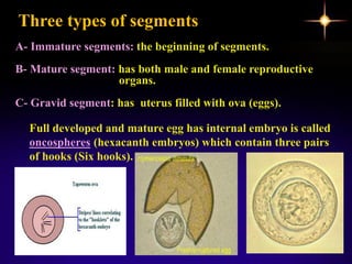 Three types of segments
A- Immature segments: the beginning of segments.
B- Mature segment: has both male and female reproductive
organs.
C- Gravid segment: has uterus filled with ova (eggs).
Full developed and mature egg has internal embryo is called
oncospheres (hexacanth embryos) which contain three pairs
of hooks (Six hooks).
 