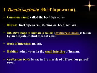 1-Taenia saginata (Beef tapeworm).
• Common name: called the beef tapeworm.
• Disease: beef tapeworm infection or beef taeniasis.
• Infective stage to human is called : cysticercus bovis is taken
by inadequate cooked meat of cows.
• Rout of infection: mouth.
• Habitat: adult worm in the small intestine of human.
• Cysticercus bovis larvae in the muscle of different organs of
cows.
 