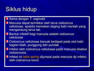 Siklus hidup
Sama dengan T. saginata
Manusia dapat terinfeksi oleh larva cisticercus
cellulosae, apabila memakan daging babi mentah yang
mengandung larva tsb.
Bentuk infektif bagi manusia adalah cisticercus
cellulosae
Cisticercus cellulosae banyak terdapat pada otot babi
bagian lidah, punggung dan pundak
Infeksi oleh cisticercus cellulosae pada manusia disebut
cistisercosis.
Infeksi ini lebih sering dijumpai pada manusia dp infeksi
oleh cisticercus bovis

 