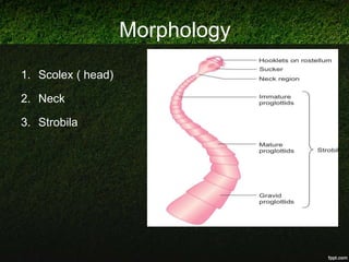 Cestode | PPT
