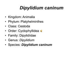 Dipylidium caninum
• Kingdom: Animalia
• Phylum: Platyhelminthes
• Class: Cestoda
• Order: Cyclophyllidea
• Family: Dipylidiidae
• Genus: Dipylidium
• Species: Dipylidium caninum
 