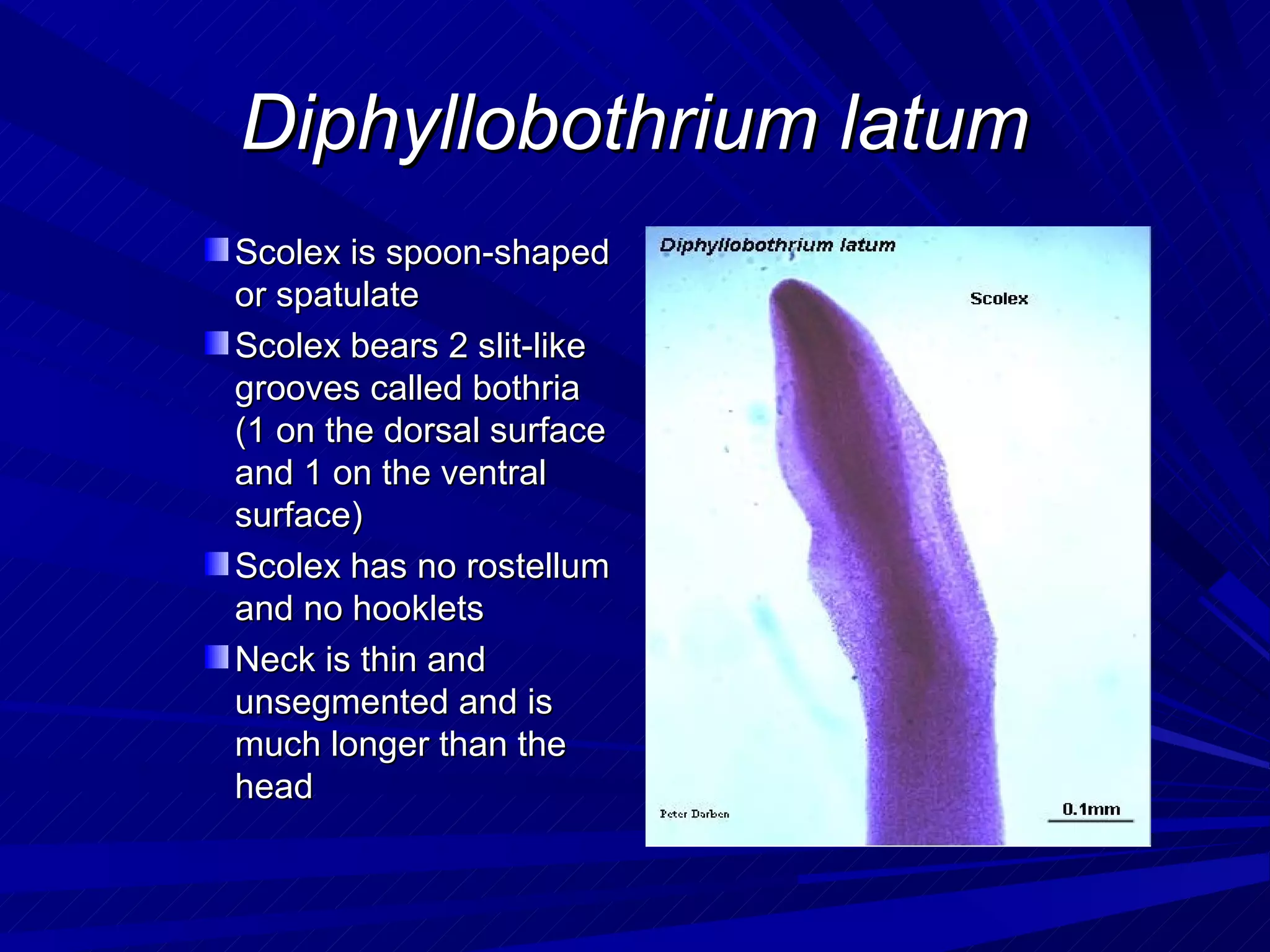 Diphyllobothrium latum
Scolex is spoon-shaped
or spatulate
Scolex bears 2 slit-like
grooves called bothria
(1 on the dorsal surface
and 1 on the ventral
surface)
Scolex has no rostellum
and no hooklets
Neck is thin and
unsegmented and is
much longer than the
head
 