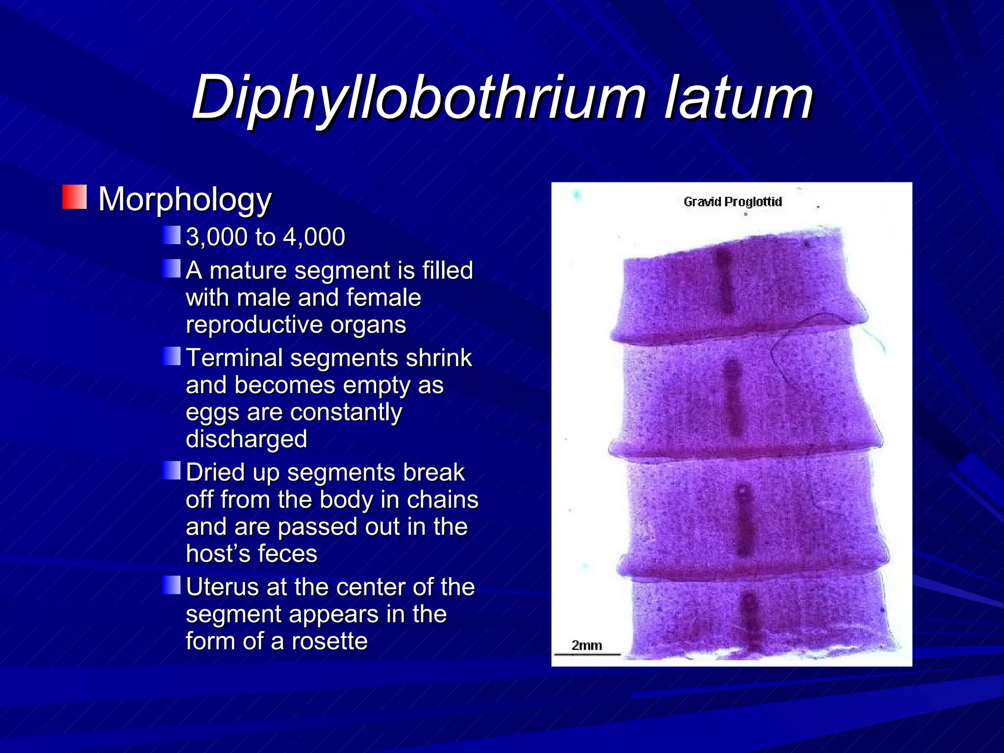 Diphyllobothrium latum
Morphology
    3,000 to 4,000
    A mature segment is filled
    with male and female
    reproductive organs
    Terminal segments shrink
    and becomes empty as
    eggs are constantly
    discharged
    Dried up segments break
    off from the body in chains
    and are passed out in the
    host’s feces
    Uterus at the center of the
    segment appears in the
    form of a rosette
 