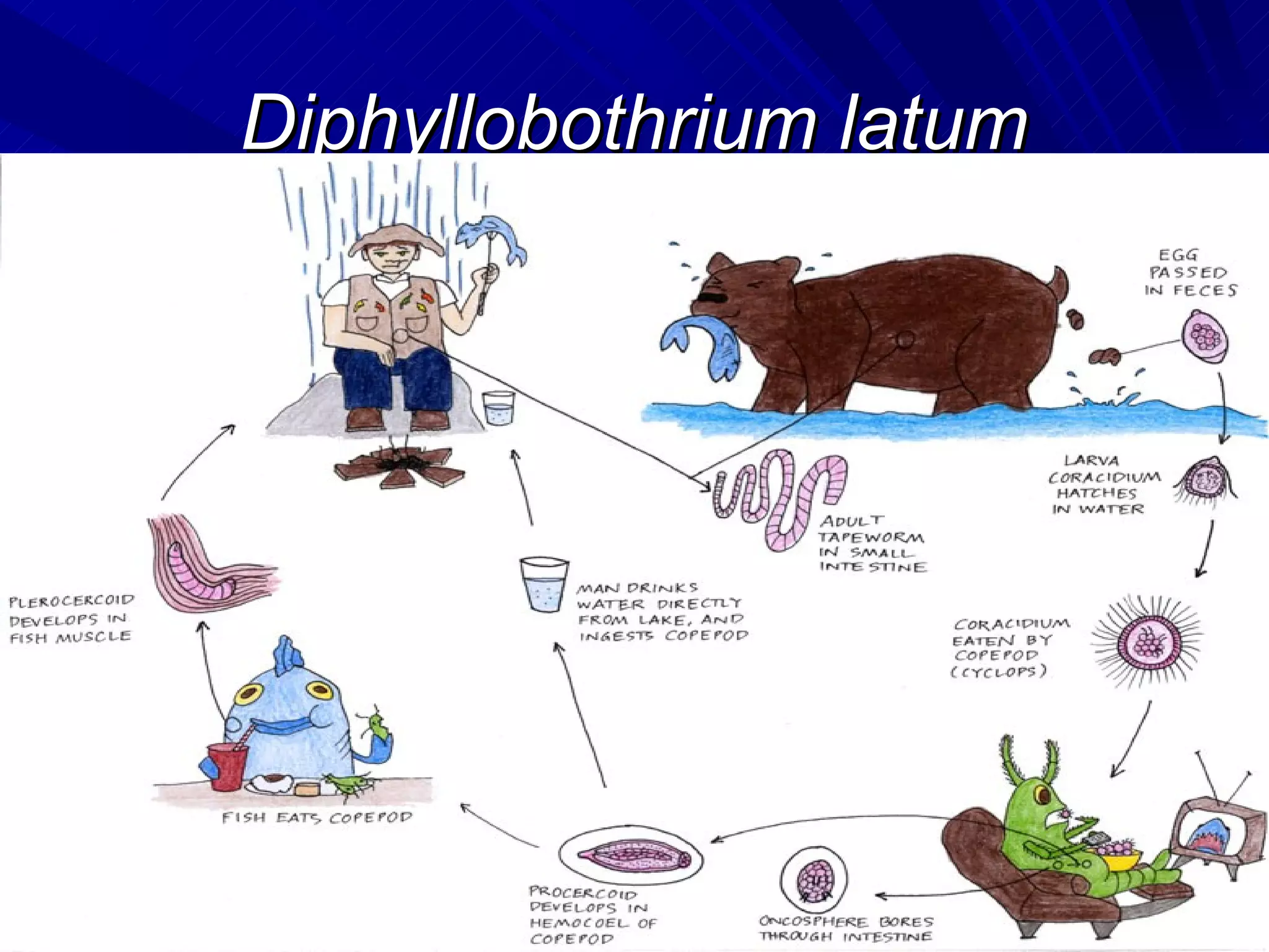 Diphyllobothrium latum
 