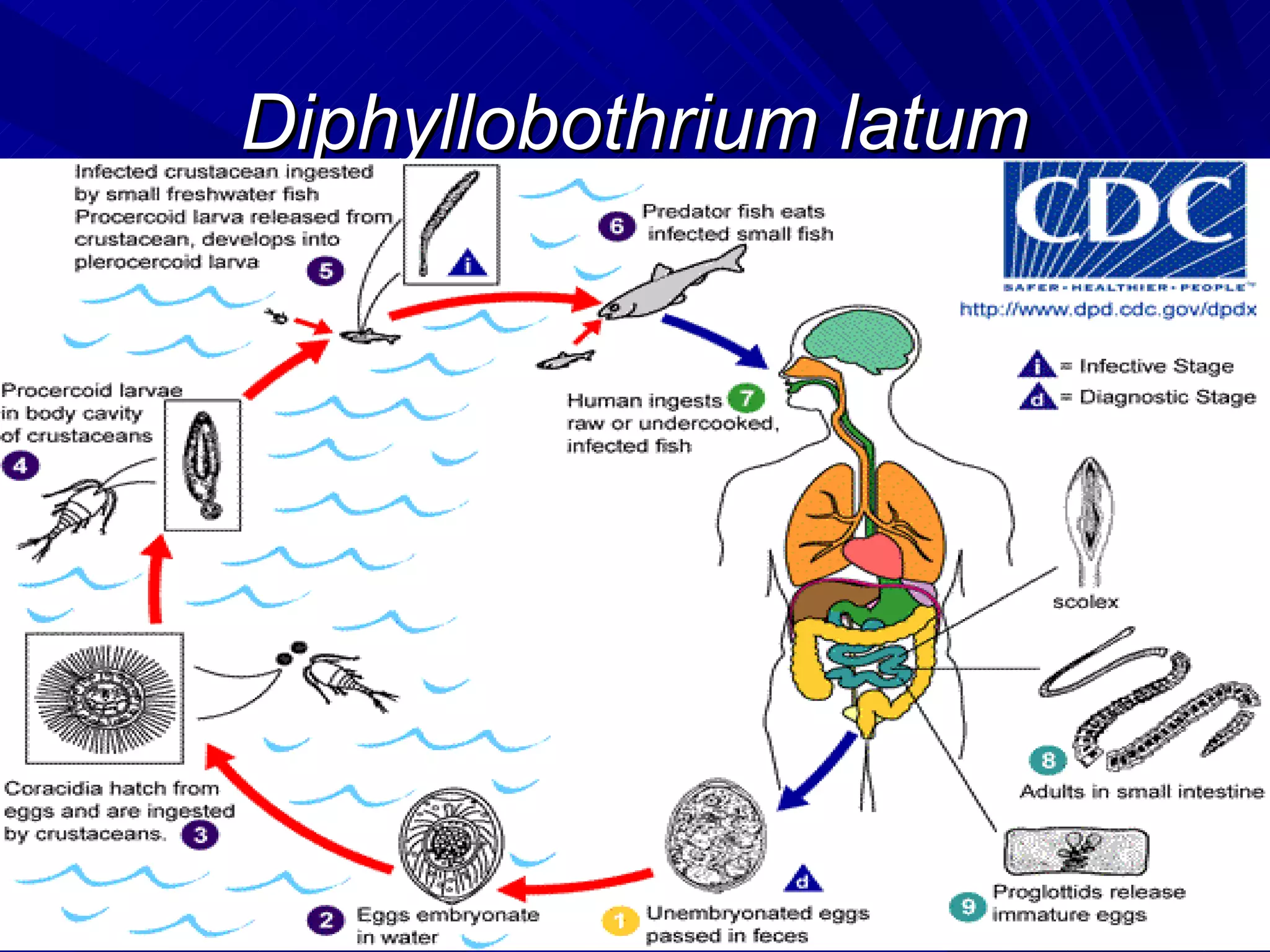 Diphyllobothrium latum
 