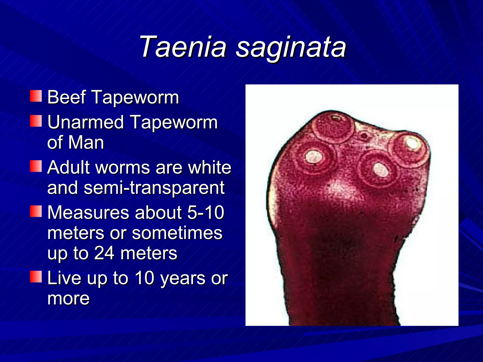 Taenia saginata
Beef Tapeworm
Unarmed Tapeworm
of Man
Adult worms are white
and semi-transparent
Measures about 5-10
meters or sometimes
up to 24 meters
Live up to 10 years or
more
 