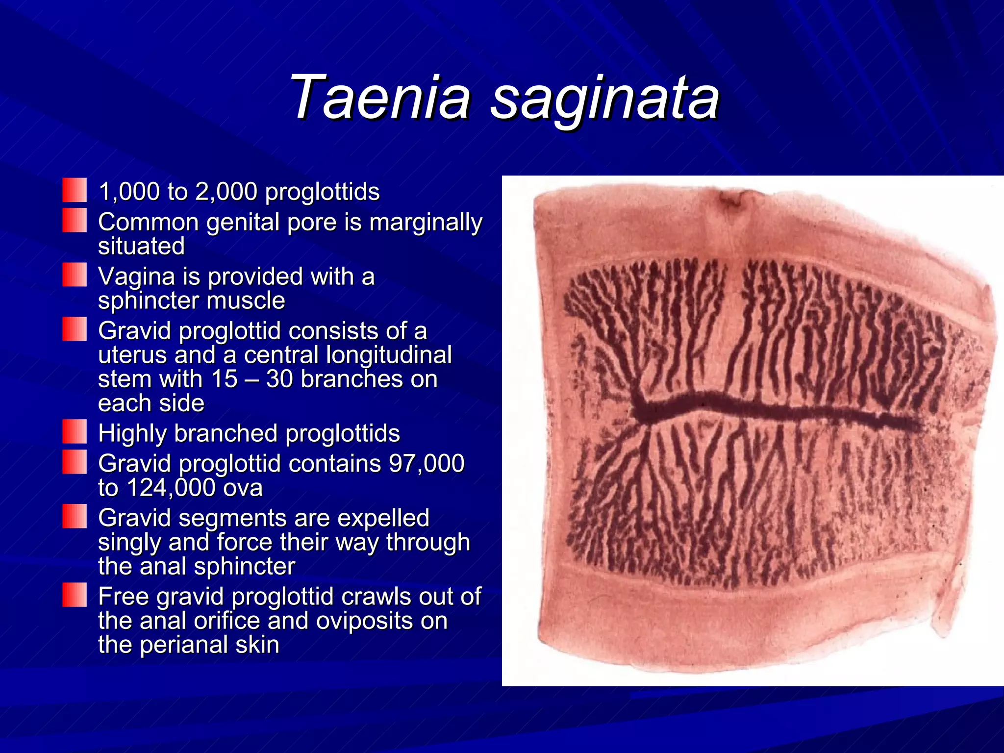 Taenia saginata
1,000 to 2,000 proglottids
Common genital pore is marginally
situated
Vagina is provided with a
sphincter muscle
Gravid proglottid consists of a
uterus and a central longitudinal
stem with 15 – 30 branches on
each side
Highly branched proglottids
Gravid proglottid contains 97,000
to 124,000 ova
Gravid segments are expelled
singly and force their way through
the anal sphincter
Free gravid proglottid crawls out of
the anal orifice and oviposits on
the perianal skin
 