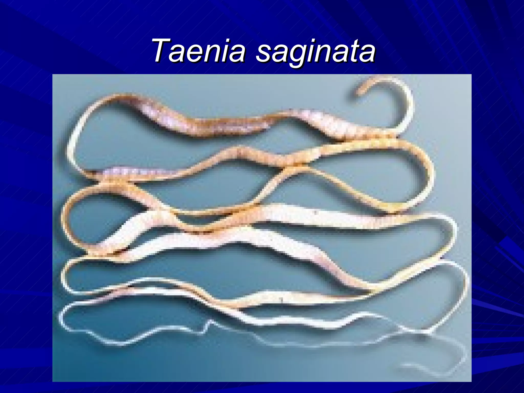 Taenia saginata
 