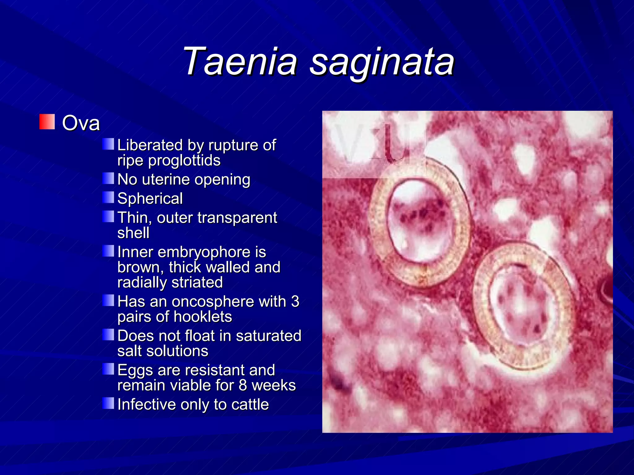 Taenia saginata
Ova
      Liberated by rupture of
      ripe proglottids
      No uterine opening
      Spherical
      Thin, outer transparent
      shell
      Inner embryophore is
      brown, thick walled and
      radially striated
      Has an oncosphere with 3
      pairs of hooklets
      Does not float in saturated
      salt solutions
      Eggs are resistant and
      remain viable for 8 weeks
      Infective only to cattle
 
