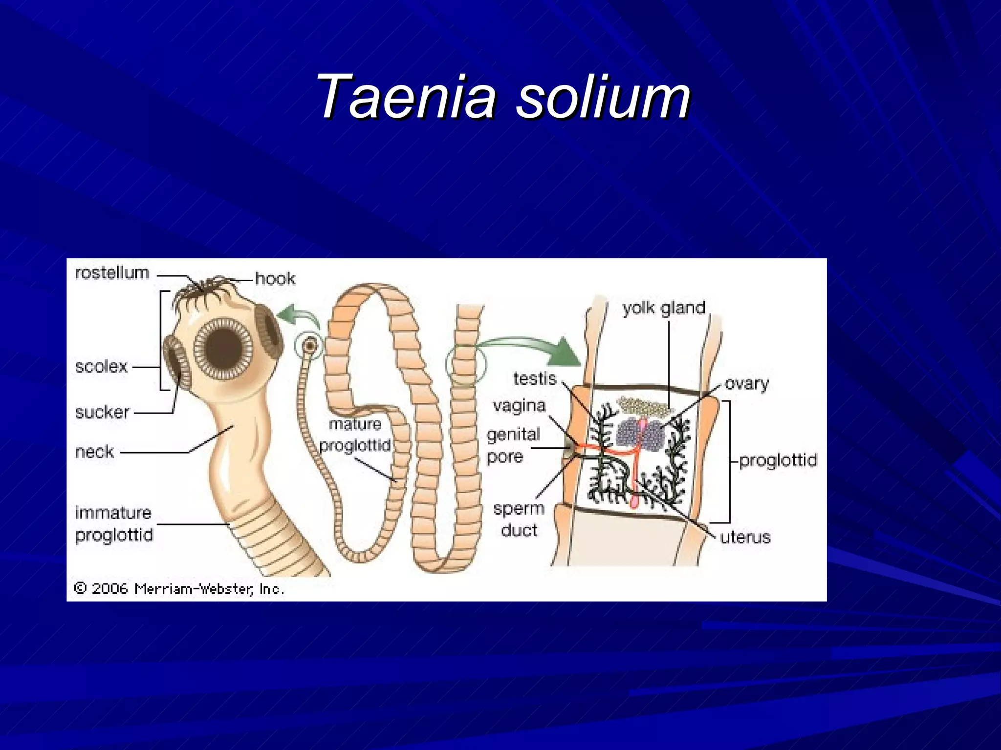 Taenia solium
 
