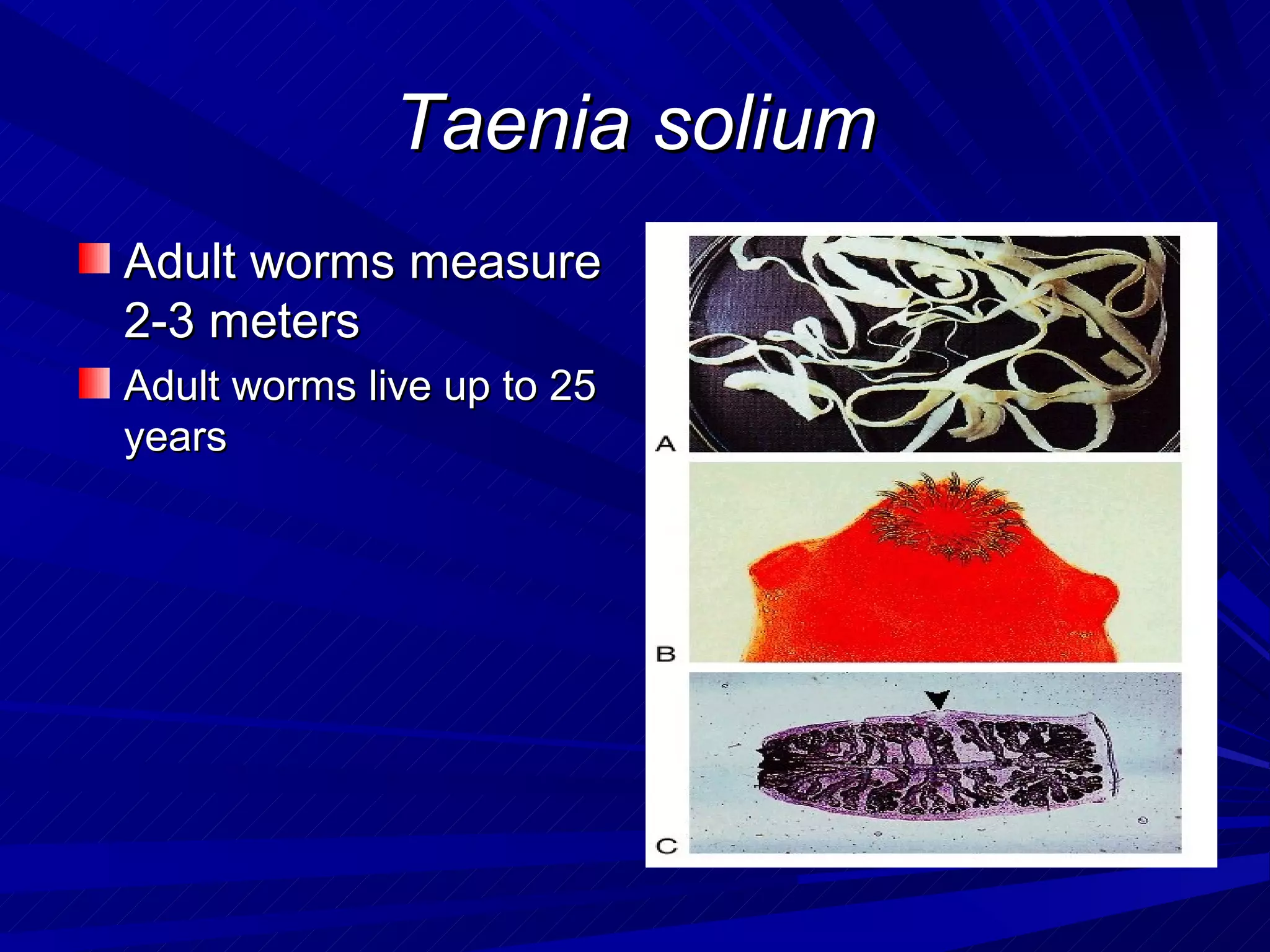 Taenia solium
Adult worms measure
2-3 meters
Adult worms live up to 25
years
 
