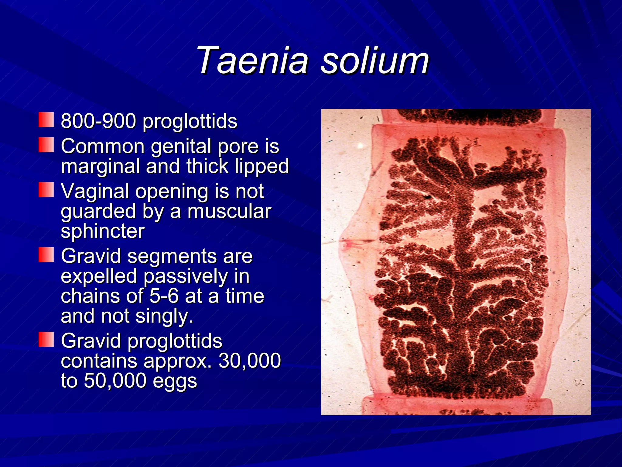 Taenia solium
800-900 proglottids
Common genital pore is
marginal and thick lipped
Vaginal opening is not
guarded by a muscular
sphincter
Gravid segments are
expelled passively in
chains of 5-6 at a time
and not singly.
Gravid proglottids
contains approx. 30,000
to 50,000 eggs
 
