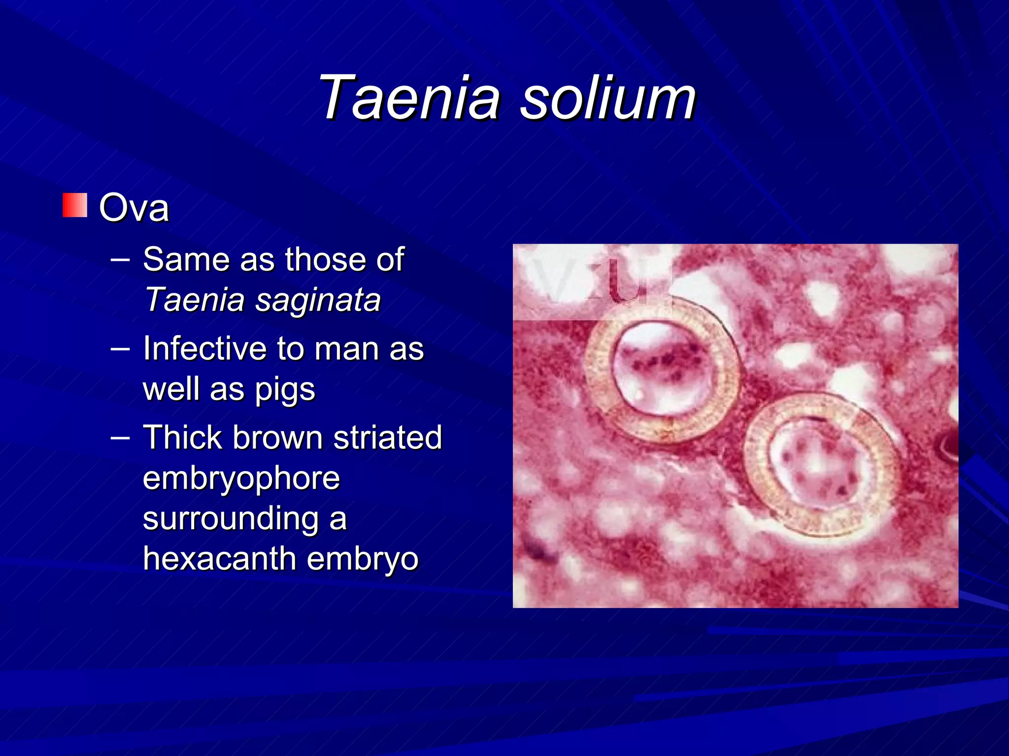 Taenia solium
Ova
– Same as those of
  Taenia saginata
– Infective to man as
  well as pigs
– Thick brown striated
  embryophore
  surrounding a
  hexacanth embryo
 