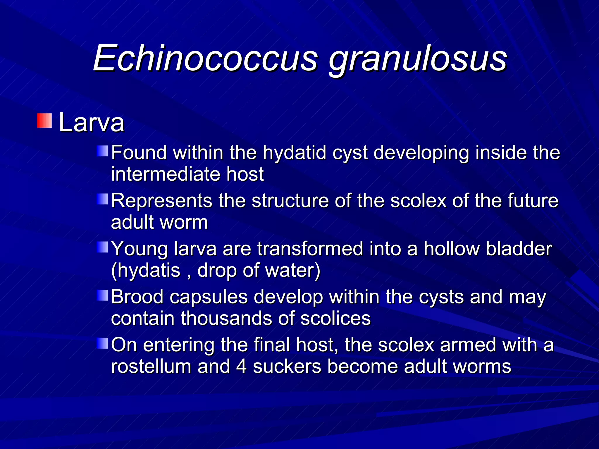 Echinococcus granulosus
Larva
   Found within the hydatid cyst developing inside the
   intermediate host
   Represents the structure of the scolex of the future
   adult worm
   Young larva are transformed into a hollow bladder
   (hydatis , drop of water)
   Brood capsules develop within the cysts and may
   contain thousands of scolices
   On entering the final host, the scolex armed with a
   rostellum and 4 suckers become adult worms
 