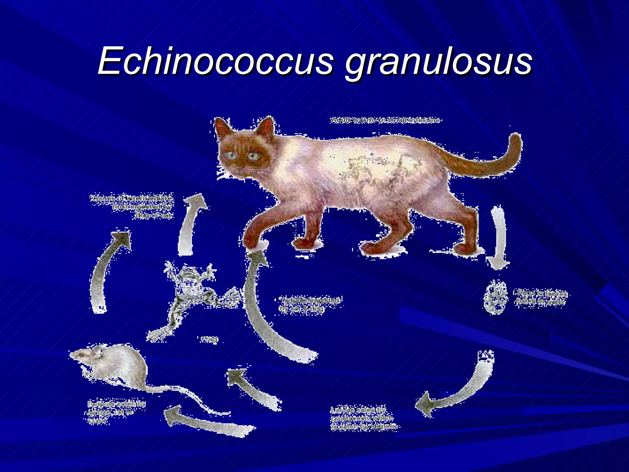Echinococcus granulosus
 