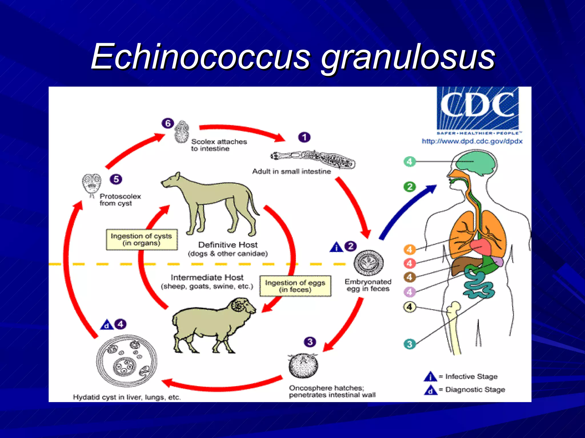 Echinococcus granulosus
 