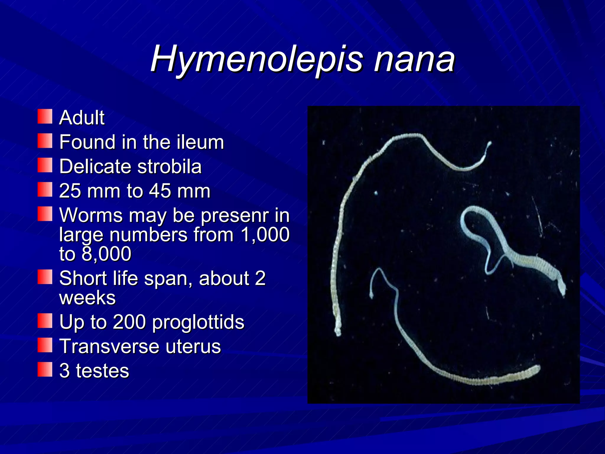 Hymenolepis nana
Adult
Found in the ileum
Delicate strobila
25 mm to 45 mm
Worms may be presenr in
large numbers from 1,000
to 8,000
Short life span, about 2
weeks
Up to 200 proglottids
Transverse uterus
3 testes
 