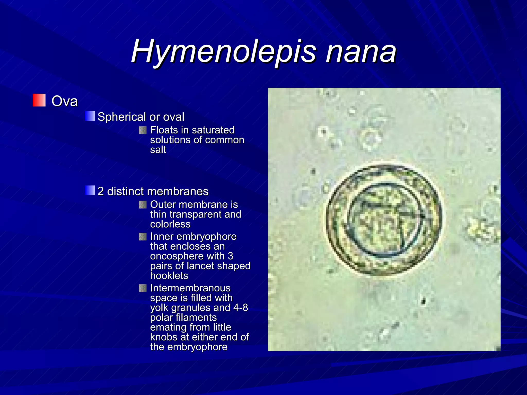 Hymenolepis nana
Ova
      Spherical or oval
                Floats in saturated
                solutions of common
                salt



      2 distinct membranes
                Outer membrane is
                thin transparent and
                colorless
                Inner embryophore
                that encloses an
                oncosphere with 3
                pairs of lancet shaped
                hooklets
                Intermembranous
                space is filled with
                yolk granules and 4-8
                polar filaments
                emating from little
                knobs at either end of
                the embryophore
 