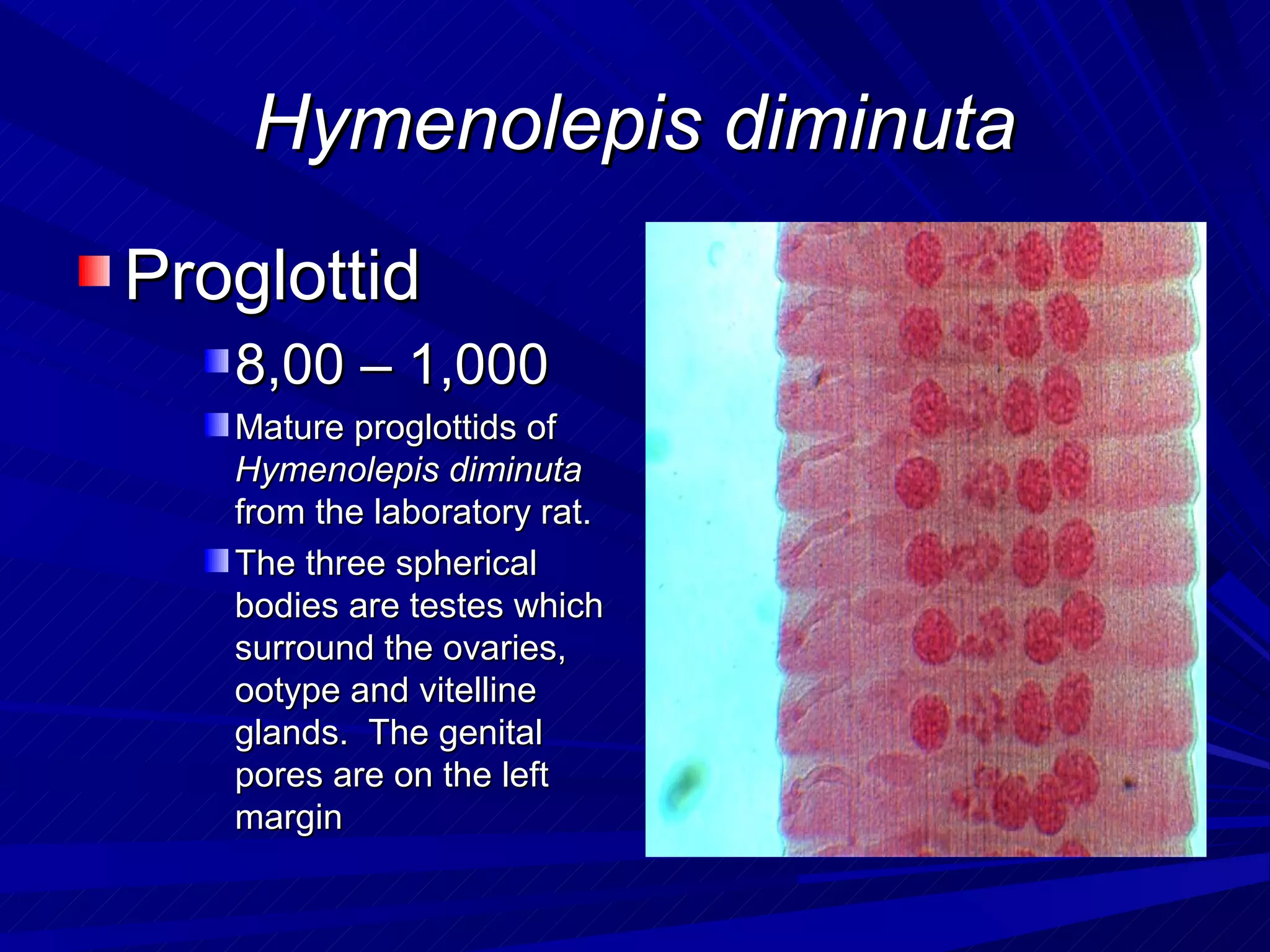 Hymenolepis diminuta
Proglottid
   8,00 – 1,000
   Mature proglottids of
   Hymenolepis diminuta
   from the laboratory rat.
   The three spherical
   bodies are testes which
   surround the ovaries,
   ootype and vitelline
   glands. The genital
   pores are on the left
   margin
 