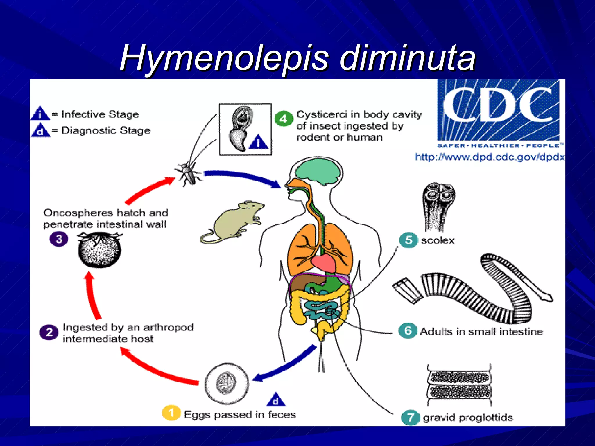 Hymenolepis diminuta
 