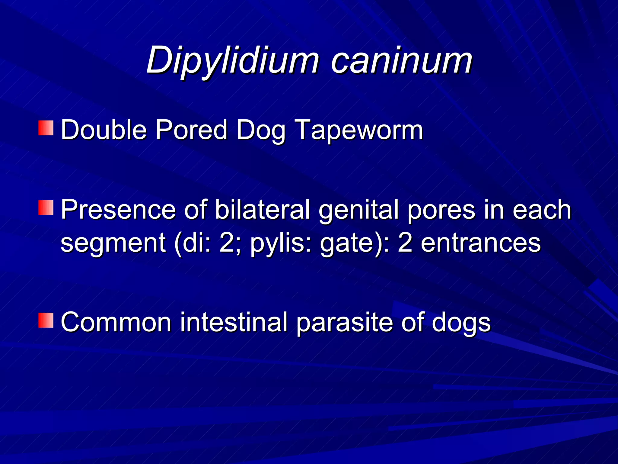 Dipylidium caninum
Double Pored Dog Tapeworm

Presence of bilateral genital pores in each
segment (di: 2; pylis: gate): 2 entrances

Common intestinal parasite of dogs
 