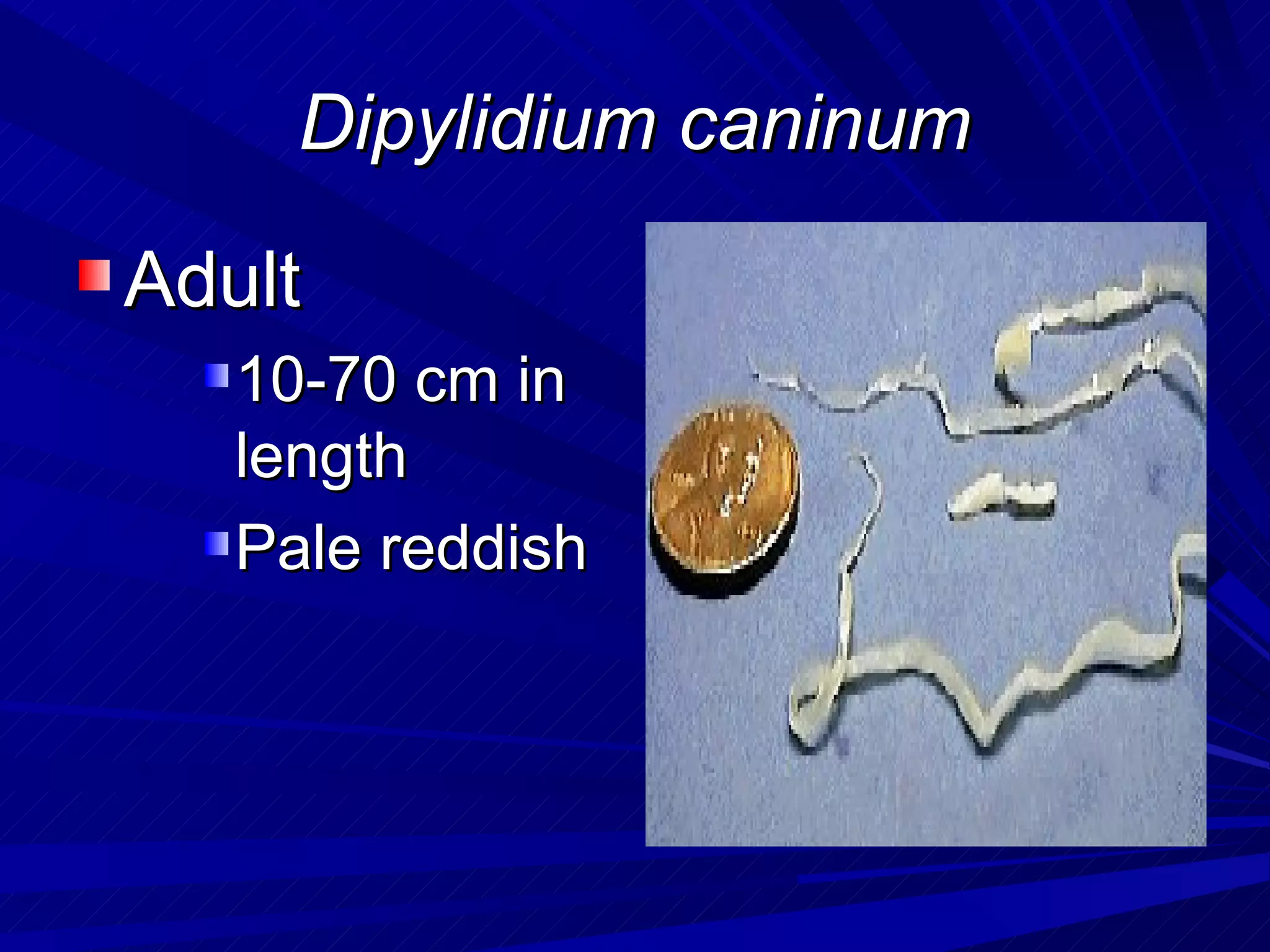 Dipylidium caninum

Adult
   10-70 cm in
   length
   Pale reddish
 