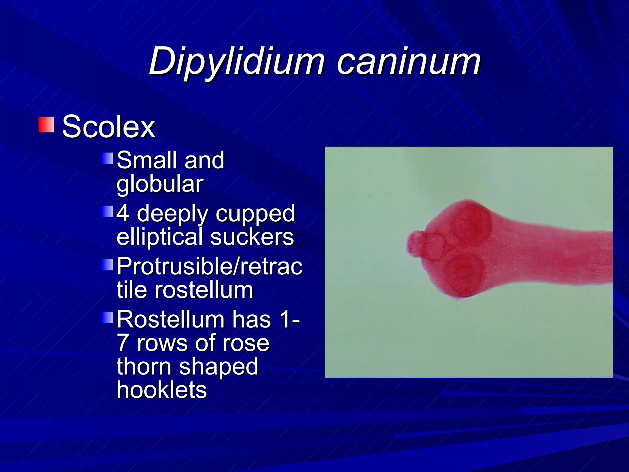 Dipylidium caninum
Scolex
   Small and
   globular
   4 deeply cupped
   elliptical suckers
   Protrusible/retrac
   tile rostellum
   Rostellum has 1-
   7 rows of rose
   thorn shaped
   hooklets
 
