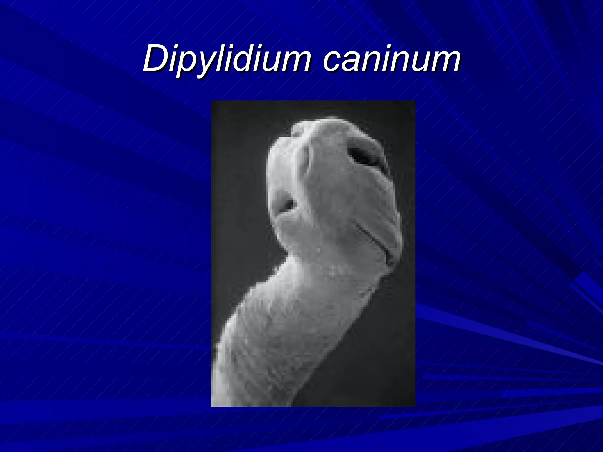 Dipylidium caninum
 