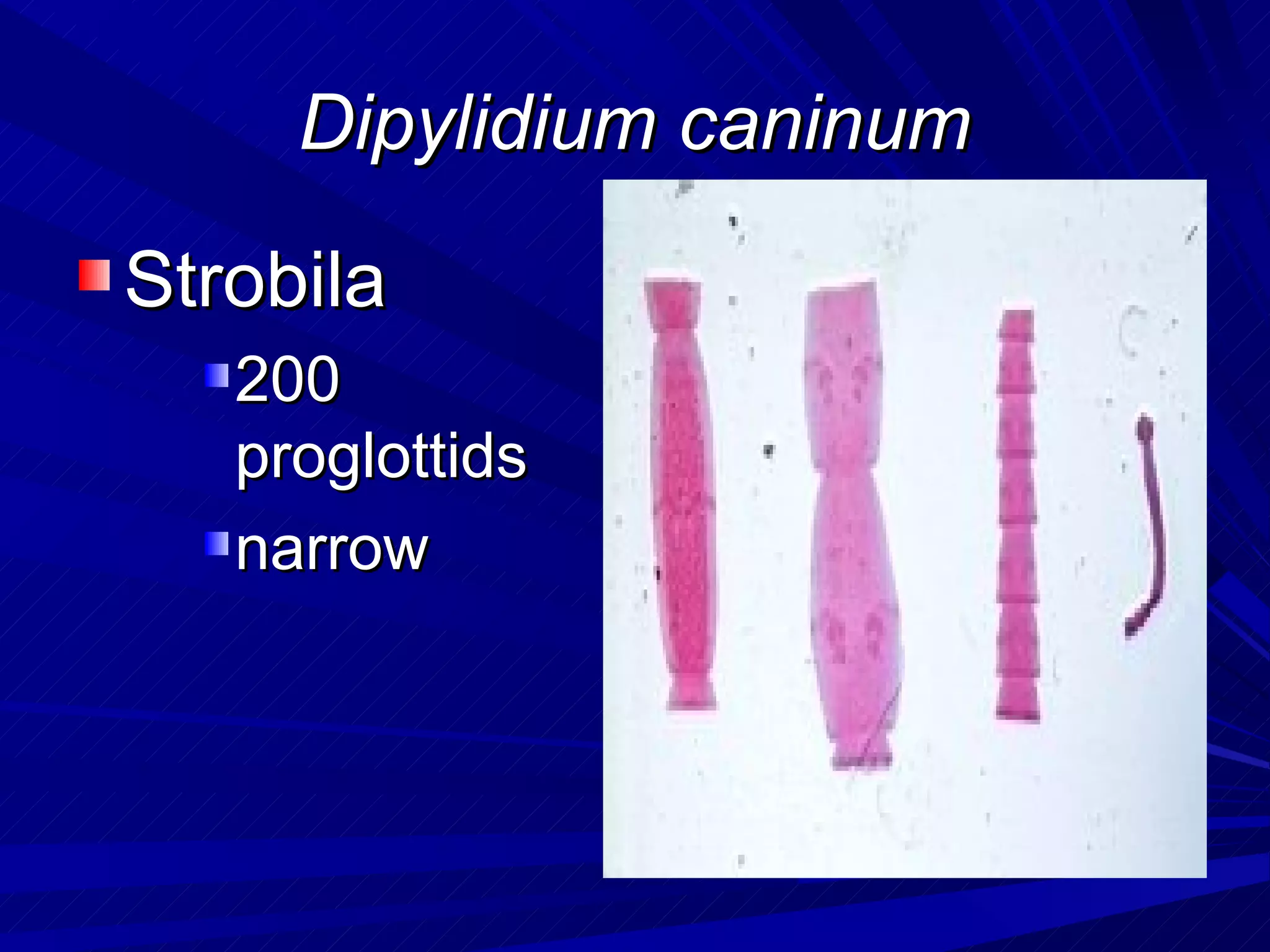 Dipylidium caninum

Strobila
   200
   proglottids
   narrow
 