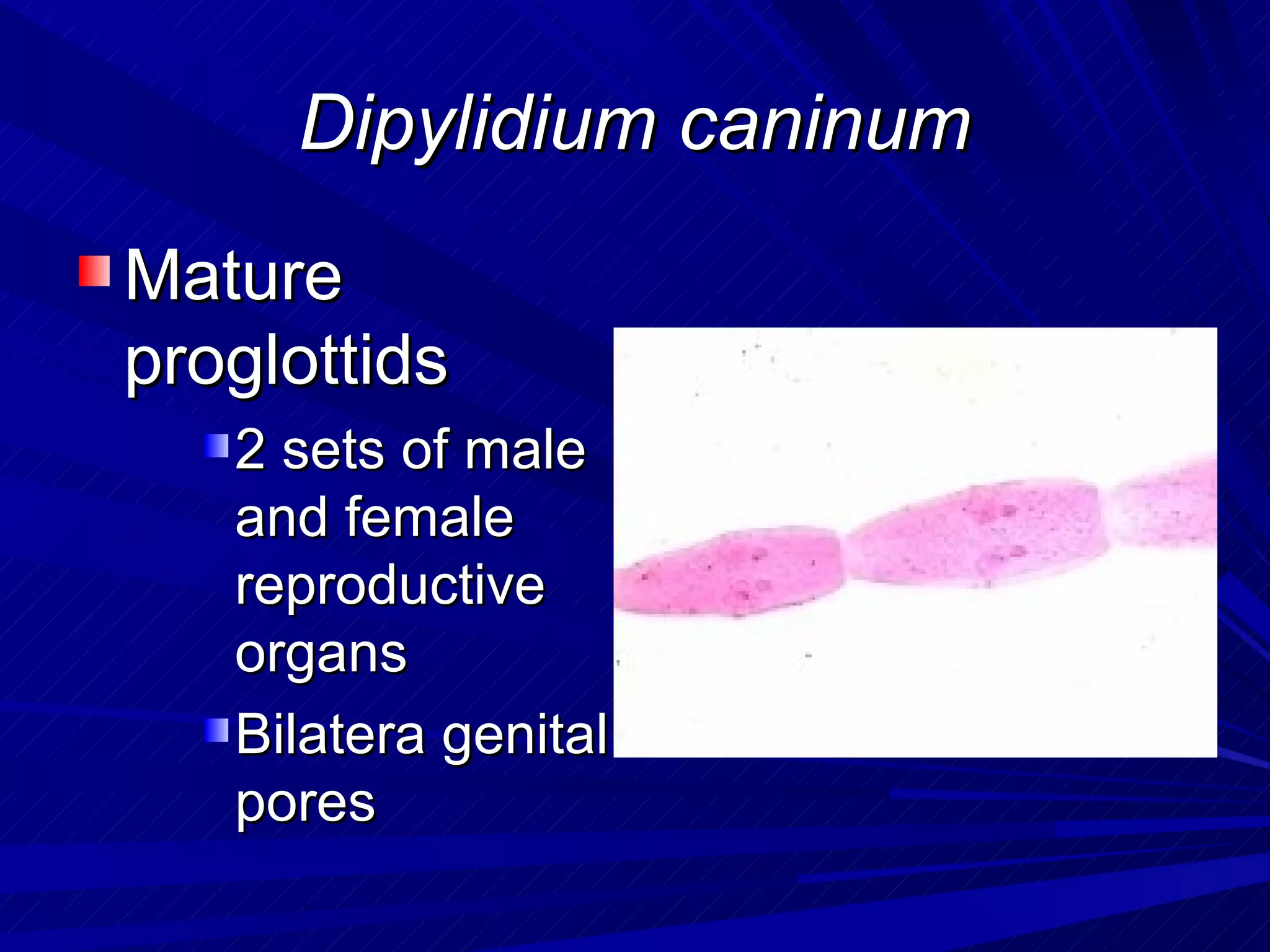 Dipylidium caninum
Mature
proglottids
   2 sets of male
   and female
   reproductive
   organs
   Bilatera genital
   pores
 
