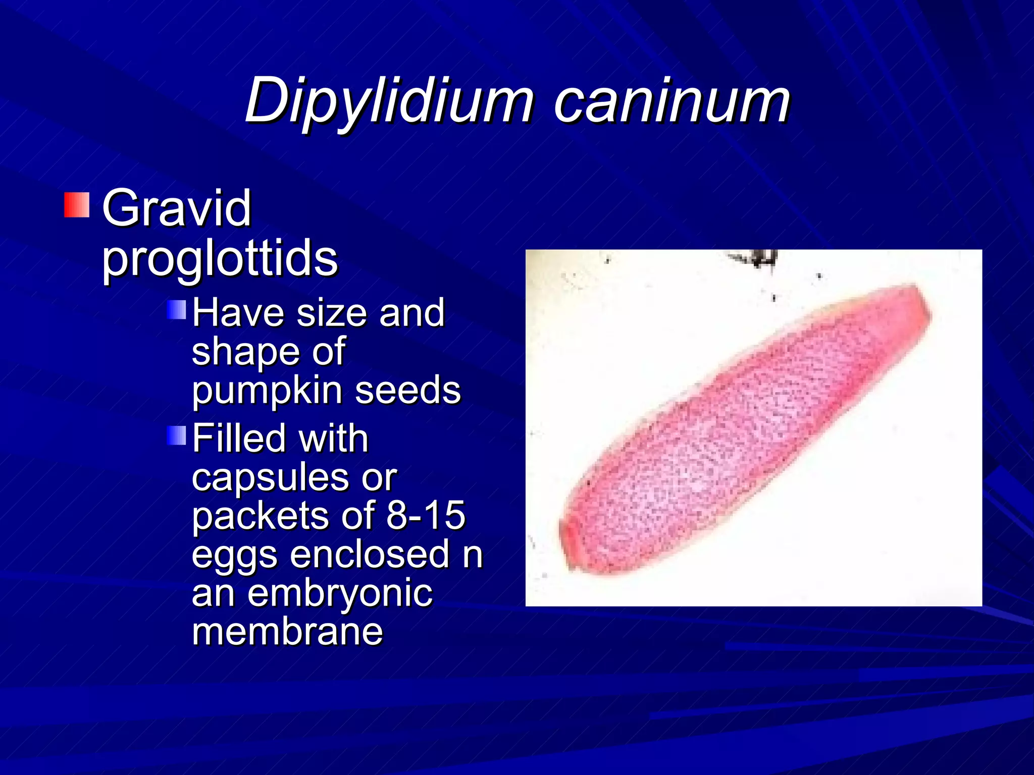 Dipylidium caninum
Gravid
proglottids
    Have size and
    shape of
    pumpkin seeds
    Filled with
    capsules or
    packets of 8-15
    eggs enclosed n
    an embryonic
    membrane
 
