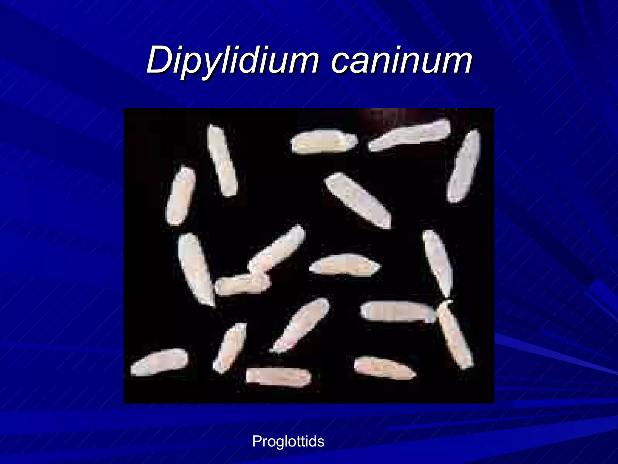 Dipylidium caninum




     Proglottids
 