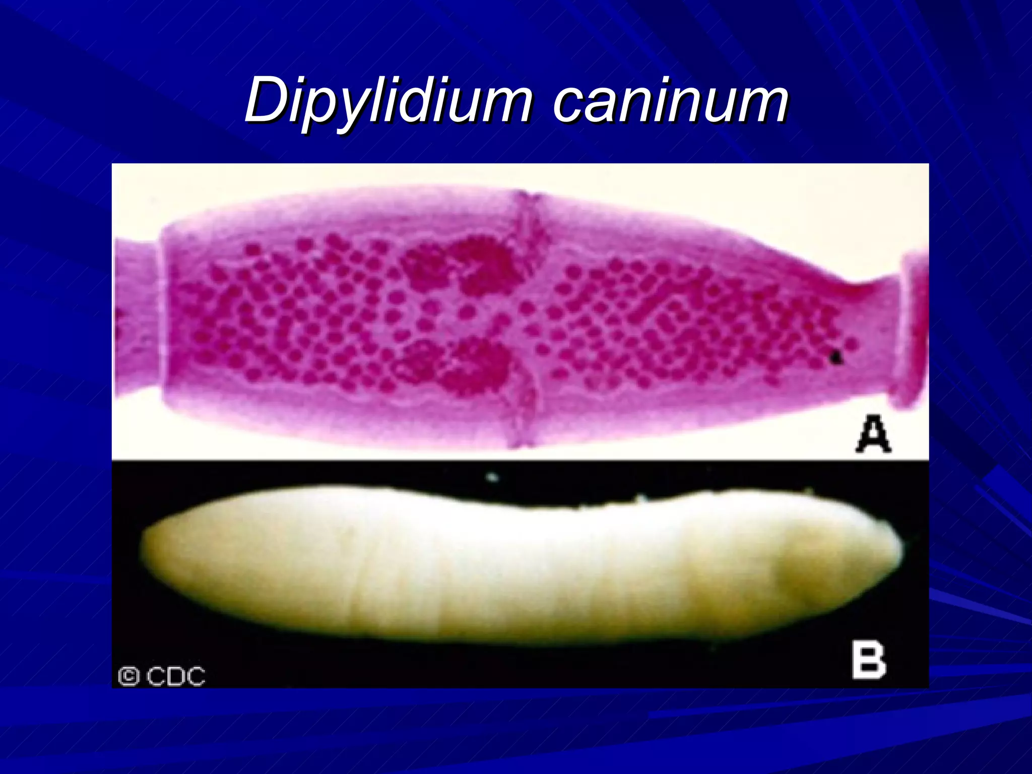 Dipylidium caninum
 