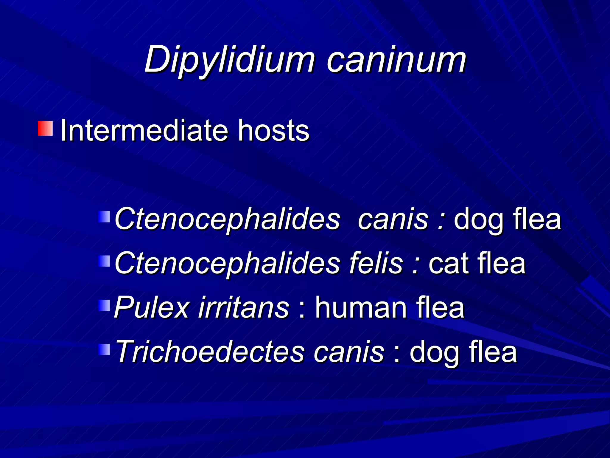 Dipylidium caninum
Intermediate hosts

   Ctenocephalides canis : dog flea
   Ctenocephalides felis : cat flea
   Pulex irritans : human flea
   Trichoedectes canis : dog flea
 