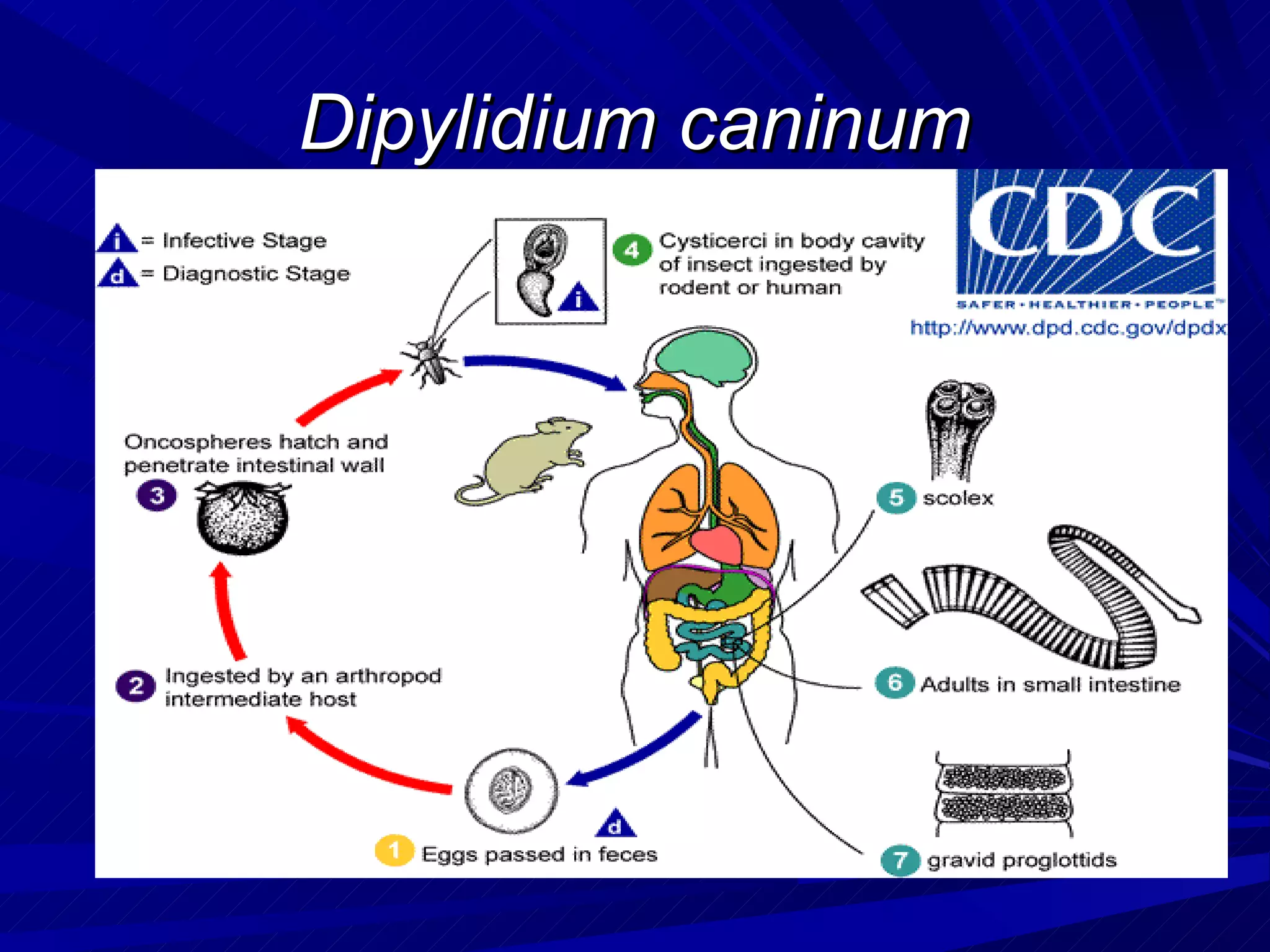 Dipylidium caninum
 