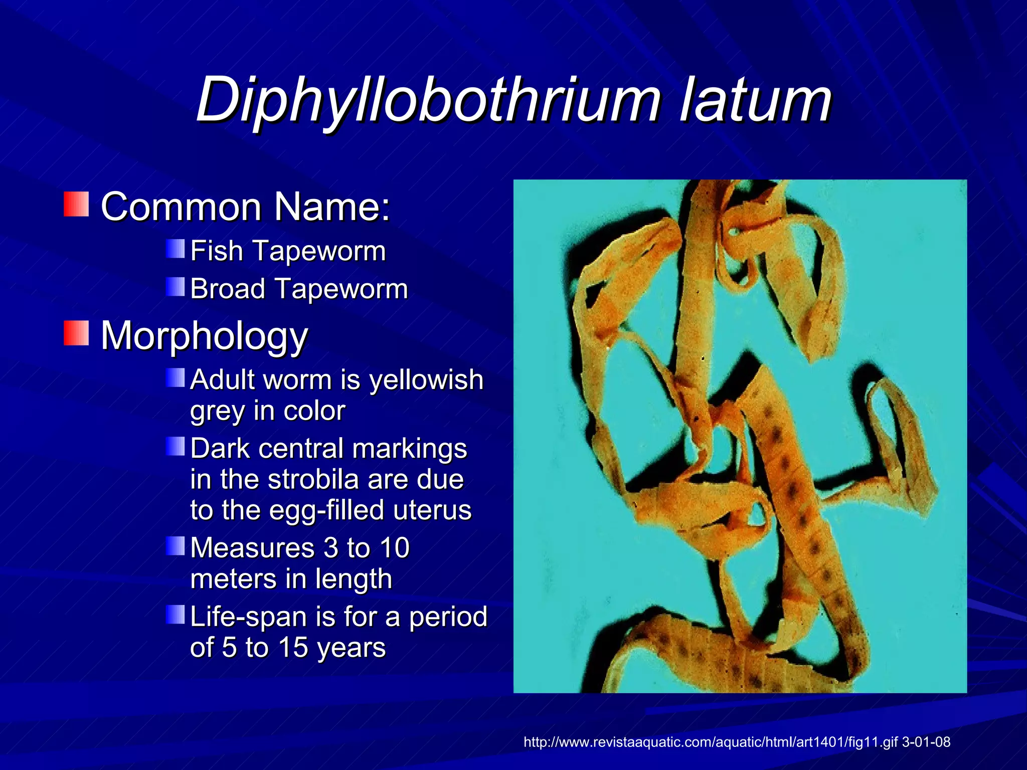 Diphyllobothrium latum
Common Name:
    Fish Tapeworm
    Broad Tapeworm
Morphology
    Adult worm is yellowish
    grey in color
    Dark central markings
    in the strobila are due
    to the egg-filled uterus
    Measures 3 to 10
    meters in length
    Life-span is for a period
    of 5 to 15 years


                                http://www.revistaaquatic.com/aquatic/html/art1401/fig11.gif 3-01-08
 