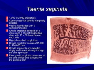 Cestodes | PPT