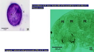 Cestodes | PPTX