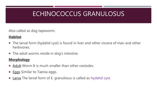 ECHINOCOCCUS GRANULOSUS
Also called as dog tapeworm.
Habitat
 The larval form (hydatid cyst) is found in liver and other viscera of man and other
herbivores.
 The adult worms reside in dog’s intestine.
Morphology
 Adult Worm It is much smaller than other cestodes.
 Eggs Similar to Taenia eggs.
 Larva The larval form of E. granulosus is called as hydatid cyst.
 