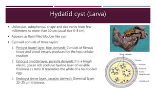 Hydatid cyst (Larva)
 Unilocular, subspherical, shape and size varies from few
millimeters to more than 30 cm (usual size 5–8 cm)
 Appears as fluid filled bladder like cyst
 Cyst wall consists of three layers:
1. Pericyst (outer layer, host derived): Consists of fibrous
tissue and blood vessels produced by the host cellular
reaction
2. Ectocyst (middle layer, parasite derived): It is a tough
elastic, glycan rich acellular hyaline layer of variable
thickness (1 mm). It resembles the white of a hardboiled
egg.
3. Endocyst (inner layer, parasite derived): Germinal layer,
22–25 µm thickness.
 
