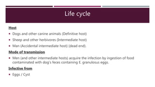 Life cycle
Host
 Dogs and other canine animals (Definitive host)
 Sheep and other herbivores (Intermediate host)
 Man (Accidental intermediate host) (dead end).
Mode of transmission
 Men (and other intermediate hosts) acquire the infection by ingestion of food
contaminated with dog’s feces containing E. granulosus eggs.
Infective from
 Eggs / Cyst
 